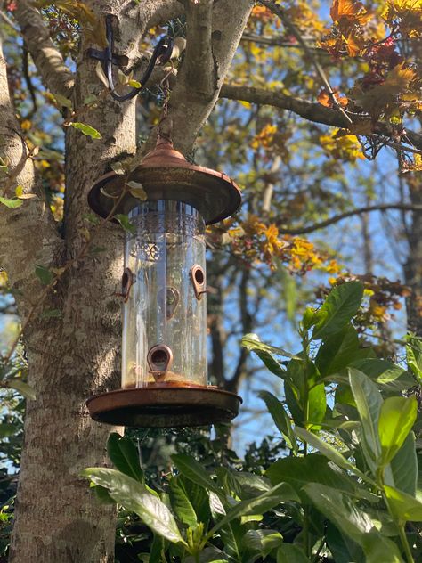 aesthetic, cottage, birds, animals, trees, nature, autumn Bird Feeder Aesthetic, Birdwatching Aesthetic, Bath Garden, Aesthetic Cottage, Nature Autumn, Bird Bath Garden, Trees Nature, Extended Family, June 2024