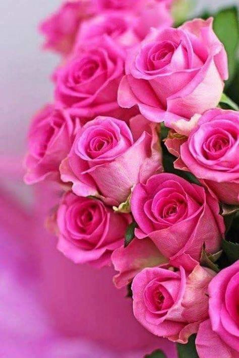 Pink Roses, Close Up, Roses, Flowers, Pink