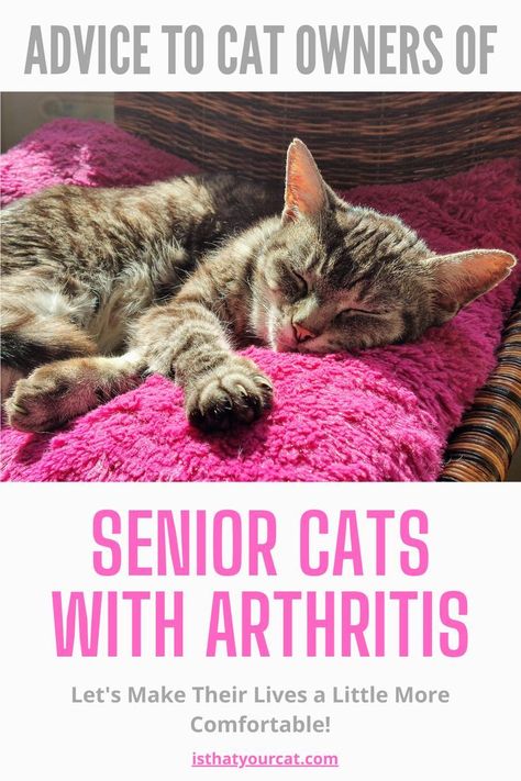 Practical Help And Advice for Senior Cats With Arthritis Senior Cat Food, Senior Cat Care, Cat Medicine, Cat Health Problems, Cat Diet, Cat Nutrition, Cat Ages, Older Cats, Senior Cat