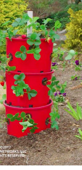 DIY recycled strawberry tower. 🍓 Diy Strawberry Tower, Strawberry Towers, School Garden Club, Grow Garlic Indoors, Raised Garden Beds Diy Vegetables, Strawberry Planter, Strawberry Tower, Grow Garlic, Plant Containers