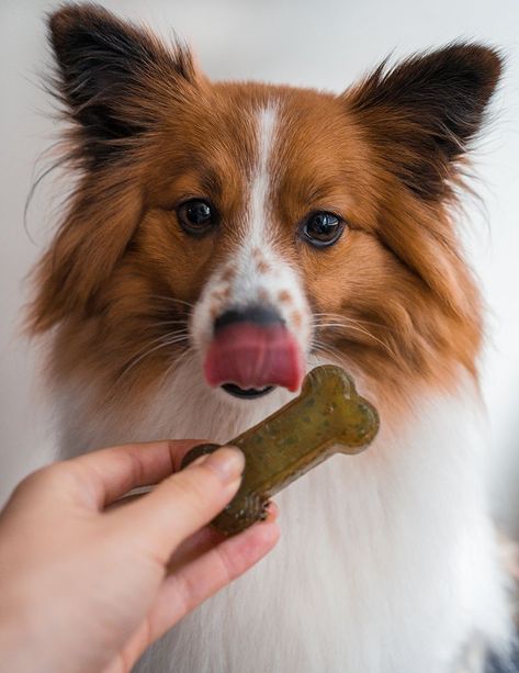 Frozen Dog Greenies Treats - Recipe/DIY Dog Breath, Frozen Dog, Fresh Mint Leaves, Dog Recipes, Mint Leaves, Fresh Mint, Treat Recipe, Food Coloring, Parsley