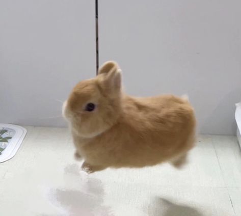 Pet Bunnies, Pictures Of Pets, Funny Animal Pics, Adorable Drawings, Small Bunny, Bunny Fashion, Fluffy Rabbit, Cute Bunny Pictures, Cute Bunnies