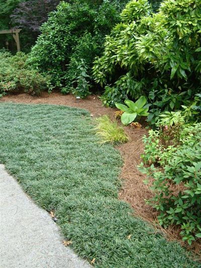 Mondo Grass – Making a Lawn | Walter Reeves: The Georgia Gardener Mondo Grass Lawn, Ground Cover Lawn Alternative, Creeping Thyme Ground Cover Lawn Alternative, Walkable Ground Cover Grass Alternative, Fast Growing Ground Cover For Slopes, Grass Cloth Wallpaper, Ophiopogon Japonicus, Stone Paths, Grass Alternative