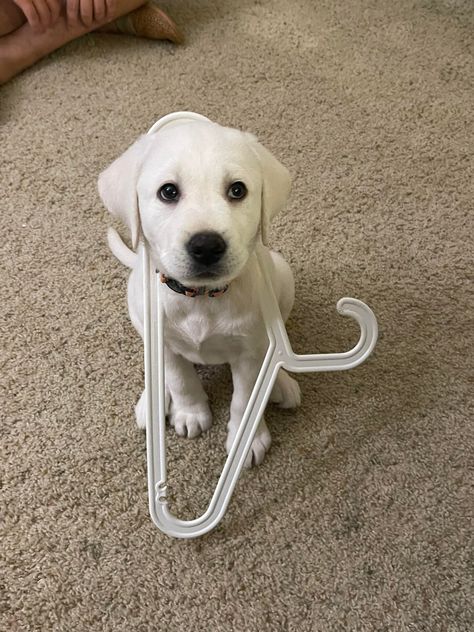 2 month female white Labrador puppy White Labrador Puppy, King Charles Cocker Spaniel, Dream Puppy, White Labrador, White Husky, Puppies For Sale Near Me, Yellow Labrador Retriever, Labradoodle Puppy, Lab Puppy