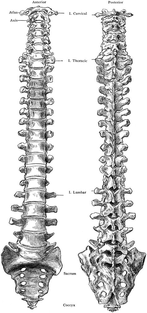 spine Spine Front View, Spine Vertebrae Anatomy, Spinal Column Tattoo, Spine Drawing Sketches, Skeleton Reference Drawing, Spine Sketch, Spinal Cord Drawing, Spin Drawing, Vertebrae Drawing