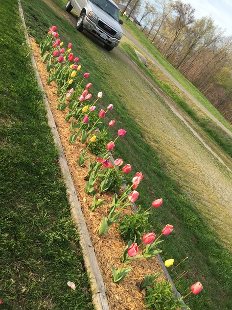 Raised Bed Tulip Garden, Tulip Flower Bed Ideas, Tulip Raised Bed, Tulip Flower Bed, Tulip Bed, Bulbs Garden Design, Farmhouse Outside, Small Garden Layout, Front Yard Flowers