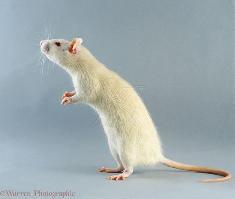 White Rat Rat Photos, Albino Rat, Animals Dolphins, Mammals Animals, Rattus Rattus, Brown Rat, White Rat, Strange Animals, Funny Rats