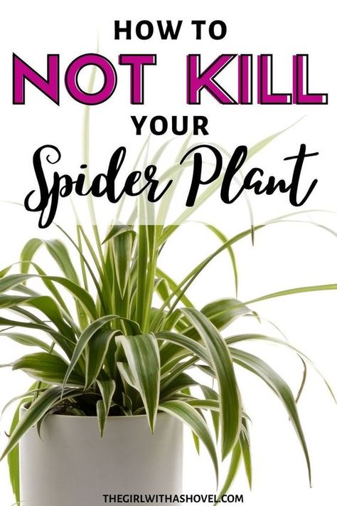 Spider Plant Care Indoor, Hanging Spider Plant, Spider Plant Indoor, Ikea Greenhouse, Spider Plant Care, Indoor Plant Care Guide, Easy Indoor Plants, Plant Notes, Snake Plant Care