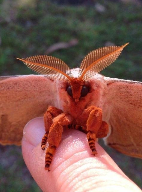 #aesthtic #moth #aesthticmoth Moth Close Up, Moth Up Close, Domestic Silk Moth, Moths Face, Moth Types, Moths Cute, Luna Moth Aesthetic, Moth Fursona, Cool Moths