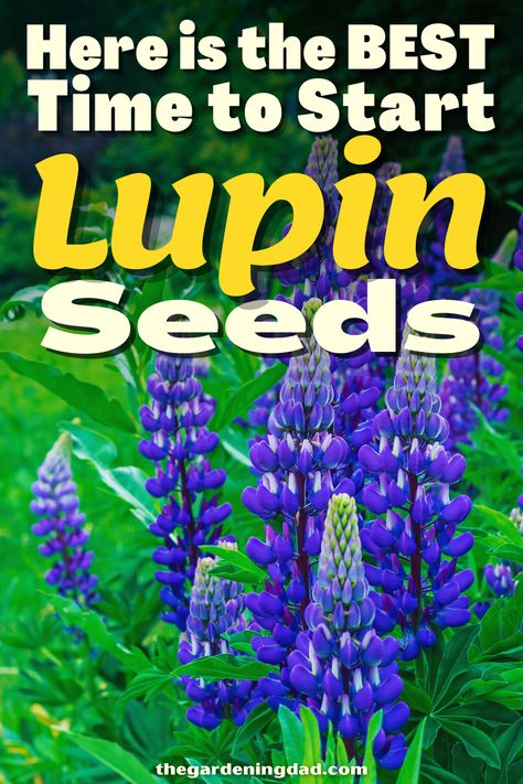 Are you interested in starting to grow Lupin seeds? This article and the expert advice from The Gardening Dad will help you get ready to start your seeds. #Thegardeningdad #Lupin #Garden Planting Lupine Seeds, Growing Lupine From Seed, When To Plant Lupine Seeds, Lupin Garden, Bee Garden Design, Lupines Garden, Lupine Seeds, Flowers From Seed, Lupine Flowers