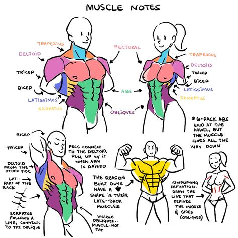 (4) EtheringtonBrothers 在 Twitter 上："Our feature tutorial/artist for #LEARNUARY today is this FRANKLY INDISPENSABLE set of MUSCLE GROUP NOTES by the brilliant @kinucakes! Information STAYS in your head for longer when you keep it SIMPLE! #gamedev #characterdesign #comicart #drawing #illustration #DRAW #comicart #ART https://t.co/dJ1z2llqe9" / Twitter Muscle Groups Drawing, Muscle Groups Anatomy, Torso Muscles Anatomy, Torso Anatomy Reference, Torso Muscles, Drawing Help, Body Structure, Anatomy Tutorial, Draw Ideas