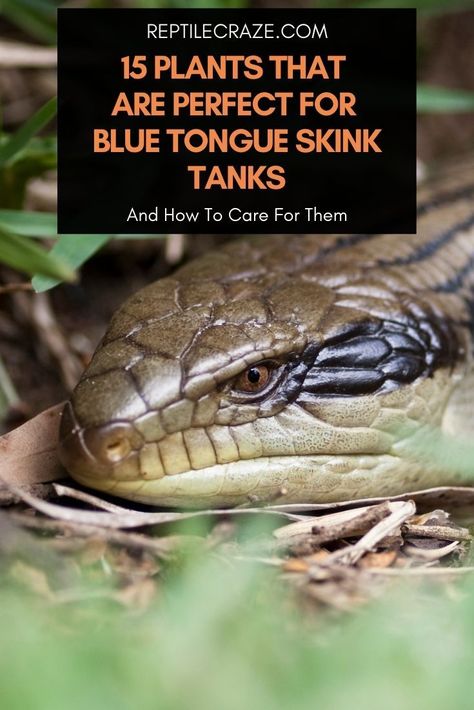 A bare tank with only light, bowls, and hides is an awful way to keep a blue tongue skink. Your blue tongue skink will definitely get bored and may even start acting out because of its frustration.There are, however, a variety of plants your bluey can eat and that can be used to add character and life to their tank. Blue Tongued Skink Enclosure, Blue Tongue Skink Enclosure, Blue Tongued Skink, Skink Lizard, Lizard Types, Pet Grass, Cheap Lunch, Lizard Tank, Reptile Care