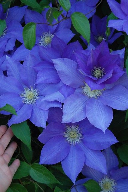 Clematis close up | close up of Clematis-large flowers | bnbgranger | Flickr Blue Clematis, Clematis Plants, Clematis Flower, Clematis Vine, Flower Landscape, Flowers Beautiful, Blue Garden, Exotic Flowers, Beautiful Blooms