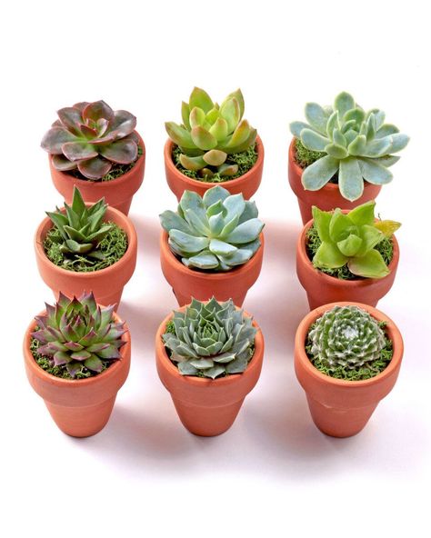 Kaktus Dan Sukulen, Small Terracotta Pots, Indoor Pots, Succulent Favors, Wedding Favors And Gifts, نباتات منزلية, Types Of Succulents, Plants Succulents, Tiny Plants