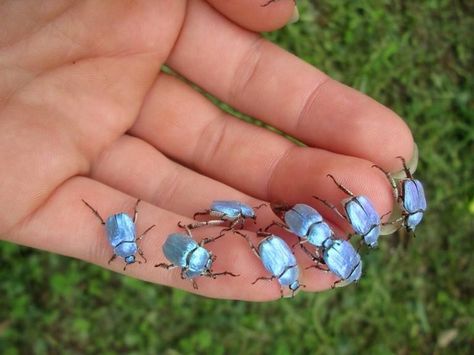 The iridescent Sky Blue Beetle (Hoplia coerulea) Regnul Animal, Cool Insects, Matka Natura, Cool Bugs, A Bug's Life, Blue Beetle, Beautiful Bugs, Creepy Crawlies, Arthropods