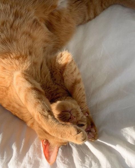 Emma Rose on Instagram: "it was just a matter of time before pippa got her own spot on the feed 🐱🤍" Cat Obsession, Pretty Pics, Orange Cats, Red Cat, Ginger Cats, Cat Person, Beige Aesthetic, Cat Aesthetic, Orange Cat