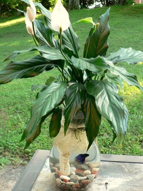 How to Grow a Lily to Add a Little ‘Wow’ Factor in Your Fish Bowl – SheKnows Tanaman Air, Taman Air, Easy House Plants, Air Purifying House Plants, Indoor Water Garden, Betta Fish Tank, Beta Fish, Air Purifying Plants, Air Purifying