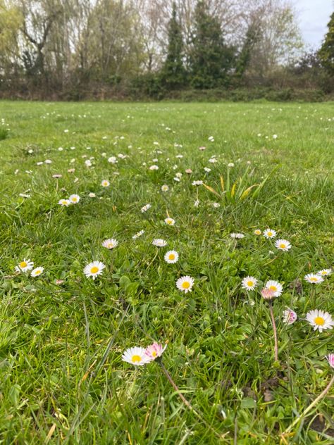 Daisies, flowers, cute, aesthetic, photography, field, grass, fresh, green, small flowers, dainty Grass Aesthetic, I Love Swimming, Flowers Cute, Grass Field, Phone Organization, Cute Aesthetic, Single Flower, Fresh Green, Tiny Flowers