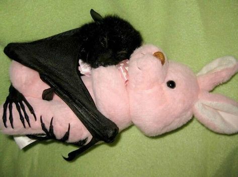 Fruit Bat, Hello Kitty Clothes, Baby Bats, Hello Kitty Aesthetic, Cute Bat, Pretty Animals, Silly Animals, Coven, Cute Little Animals