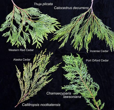 Four "cedars" native to Oregon | Landscape Plants | Oregon State University Port Orford Cedar, Thuja Plicata, Pumpkin Varieties, Oregon Landscape, Tree Bed, Landscape Plants, Oregon State University, Salem Oregon, Plant Guide