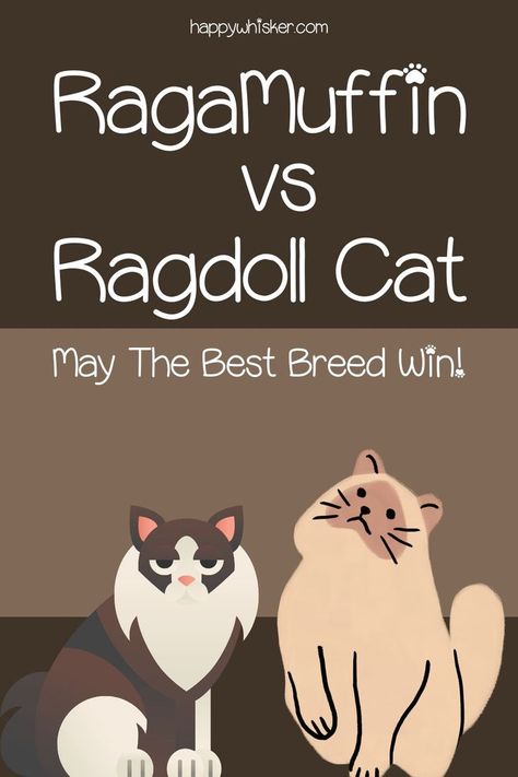 RagaMuffin Vs Ragdoll Cat: May The Best Breed Win! Raggamuffin Cat, Ragamuffin Cat, Ragamuffin, Ragdoll Cat, Choose The Right, Cat Breeds, A Cat, Plush Toy, Cute Cat