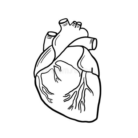 Anatomical Heart. Vector Linear Illustration Of A Heart. Anatomical Illustration. Freehand Drawing In Cartoon Style Stock Illustration - Illustration of cardiology, human: 173057191 Heart Drawing Easy Human, Anatomical Heart Coloring Pages, Anatomical Heart Silhouette, Anatomical Heart Clipart, Anatomical Heart Design, How To Draw An Anatomical Heart, Drawing Human Heart, Human Heart Doodle, Anatomical Heart Line Drawing