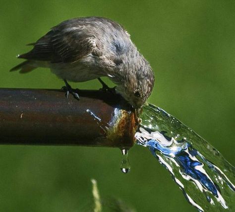 Kinds Of Birds, Little Bird, Bird Watching, Birdy, Love Birds, Beautiful Creatures, Beautiful Birds, Animal Kingdom, Bird Houses