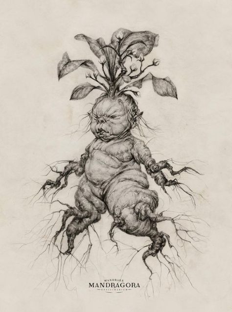 Mandrake Mandragora Illustrated Art Print | Etsy Mandrake Drawing, Weeds Drawing Sketches, Harry Potter Creatures, Creature Reference, 강아지 그림, Art Pencil, Arte Sketchbook, Mythological Creatures, Harry Potter Art