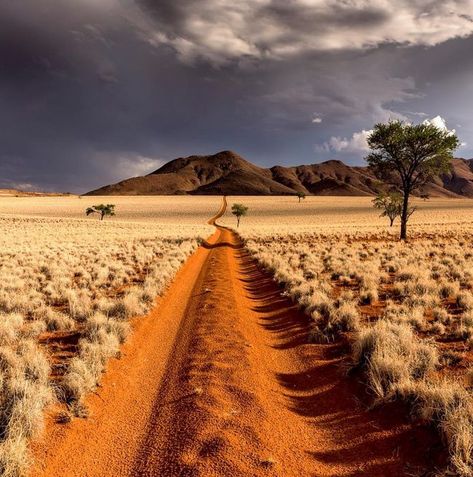 27 Brilliant Photos That Are Just Picture Perfect - Wow Gallery Africa Travel, Namibia Travel, Magic Places, Namib Desert, Afrikaanse Kunst, Two Trees, Foto Vintage, Dirt Road, Southern Africa