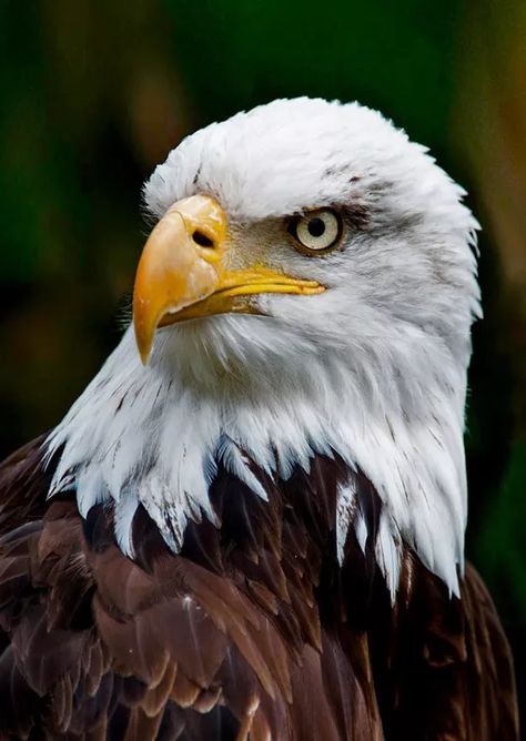 Bald Eagle POSTCARD Face - Wild Bird - 3D Lenticular | eBay Picture Of Wild Animals, Egale Pics, Eagle Reference, Bald Eagle Pictures, Native American Tattoo Designs, Bald Eagle Art, Eagle Artwork, Puzzle Pictures, Eagle Face