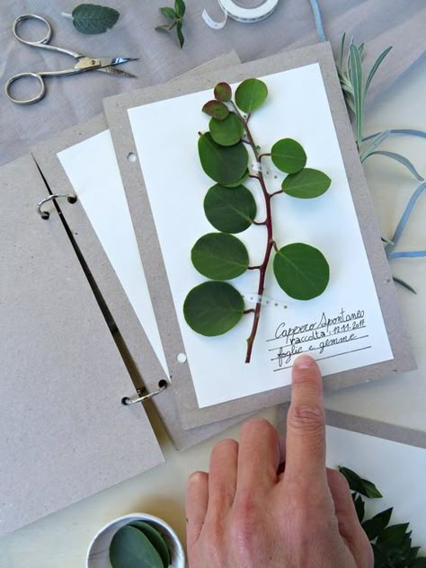 Herbarium Journal, Bleaching Techniques, Mind Map Art, Pressed Flower Crafts, Nature Projects, Plant Journal, Nature Art Prints, Art Journal Therapy, Garden Journal