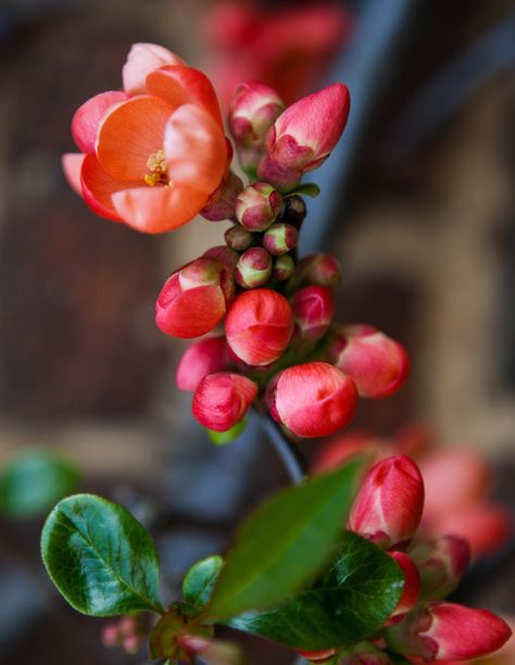 Maule’s quince, flower-bearing and fragrant Aesthetic Flower Design, Flower Shop Aesthetic, Quince Flowers, Chaenomeles Japonica, Quince Fruit, Spring Blooming Flowers, Flowering Quince, Flower Blooming, Tree Flowers