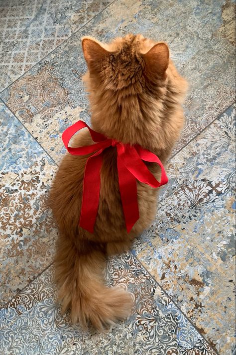 Christmas Photo With Cat, Kittens Christmas, Christmas Cat Photos, Pink White Christmas, Christmas Pet Photos, Aesthetic Recipes, Christmas Widgets, Xmas Photos, Winter Cat