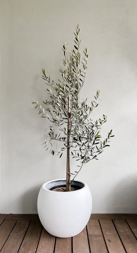 Beautiful Olive Tree in our Amalfi Planter The contemporary collection of the Amalfi Pots are made from a lightweight fibreglass concrete making them extremely tough and weather resistantSmooth and sleek the Amalfi pot has a drainage holeOlive Tree arrives in growers pot Small Planter - D320 x H250total height with plant 1.5m Medium Planter - D540 x H430total height with plant 2.0m Large PlanterD820 x H 570total height with plant 2.5m *Adelaide Metro delivery only Balkon Decor, Potted Trees, House Plants Decor, Small Planter, Decor Home Living Room, Olive Tree, Front Garden, تصميم داخلي, House Inspiration