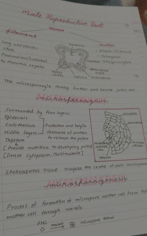 Sexual reproduction in flowering plants class 12 Reproduction In Plants Notes, Biology Class 12, Bio Notes, Notes Inspo, Plant Notes, Medical Videos, Biology Facts, Medical Student Study, Study Flashcards