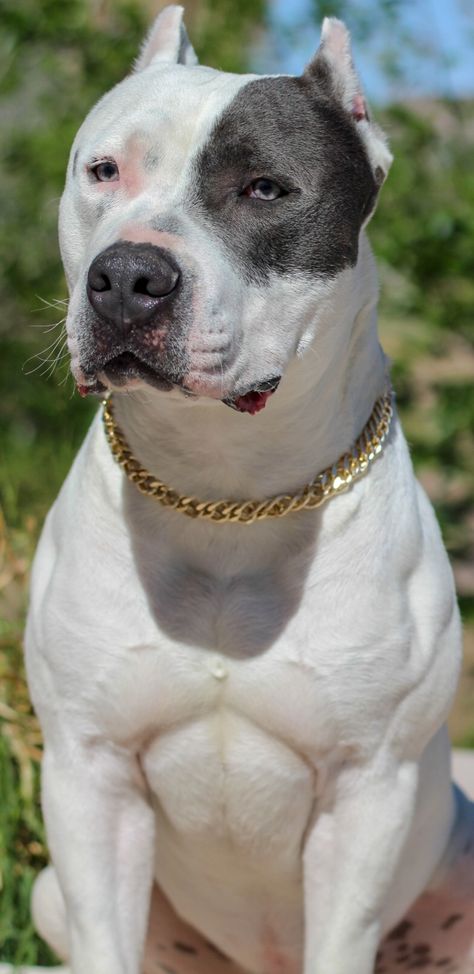 Pitbull blanco White Pitbull Puppies, Black And White Pitbull, Dog Therian, Pitbull Blue, White Pitbull, Pitbull Dog Breed, Black Pitbull, Supplements For Dogs, Army Dogs