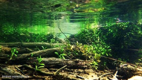 Ideas For Aquarium, Underwater River, Aquascape Inspiration, Aquascaping Ideas, Biotope Aquarium, Freshwater Plants, Aquascape Design, Tropical Freshwater Fish, Natural Swimming Ponds