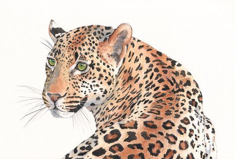 Leopard Watercolor Painting animal art print of by LouiseDeMasi, $20.00 Leopard Watercolor Painting, Leopard Painting, Leopard Watercolor, Leopard Art, Big Cats Art, Watercolor Elephant, Lion Art, Animals Artwork, Watercolor Wall Art