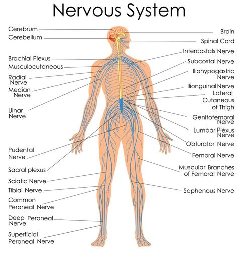 By training, eating and supplementing your nervous system for optimized power and speed, you can build an impressive body that also contains the muscle machinery necessary for amazing quality of life and function, rather than big, bulky muscle that requires excessive energy to carry and cool, and excessive antioxidants to repair.   AT