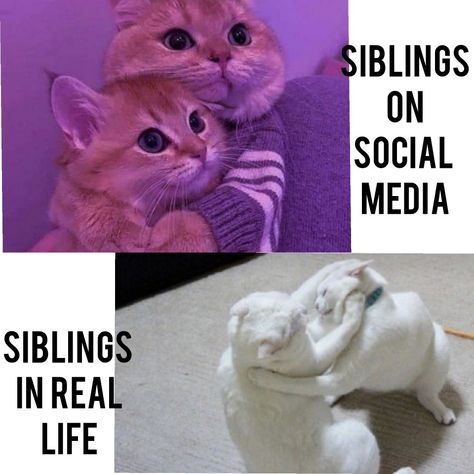 Memes Siblings Meme Funny, Sibling Memes Funny, Reverse Robins, Sister Meme, Sister Jokes, Short Memes, Brother Memes, Sibling Memes, Sibling Quotes