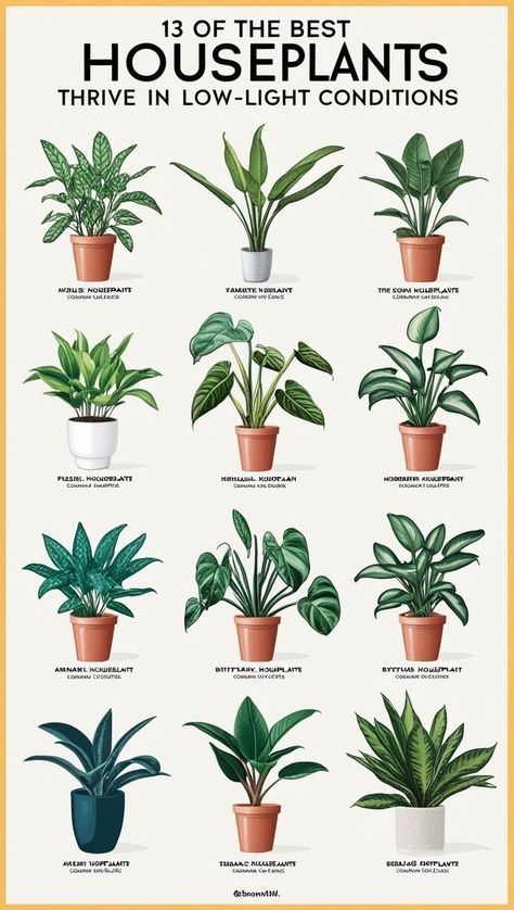 The 13 best low light house plants and plants for dark rooms that thrive as indoor plants for dark rooms or low light plants indoor. Perfect household plants and best indoor plants for decorating dark rooms with style. Dark Room Plants, Plants For Dark Rooms, Plant Decorating Ideas, Indoor Plants For Low Light, Indoor Plants Decor Living Room, Plants For Low Light, Best House Plants, Plants Low Light, Houseplants Decor