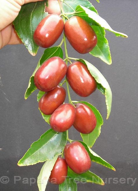 Jujube Tree, Jujube Fruit, Weird Fruit, Funky Fruit, Strange Fruit, Unique Fruit, Kinds Of Fruits, Fruit Flowers, Beautiful Fruits