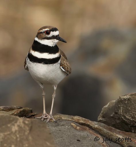 Killdeer | by Walk in the Woods Photography Killdeer Bird, Diy Trays, Necklace Clay, Woods Photography, British Wildlife, Shorebirds, Walk In The Woods, All Birds, Bird Pictures