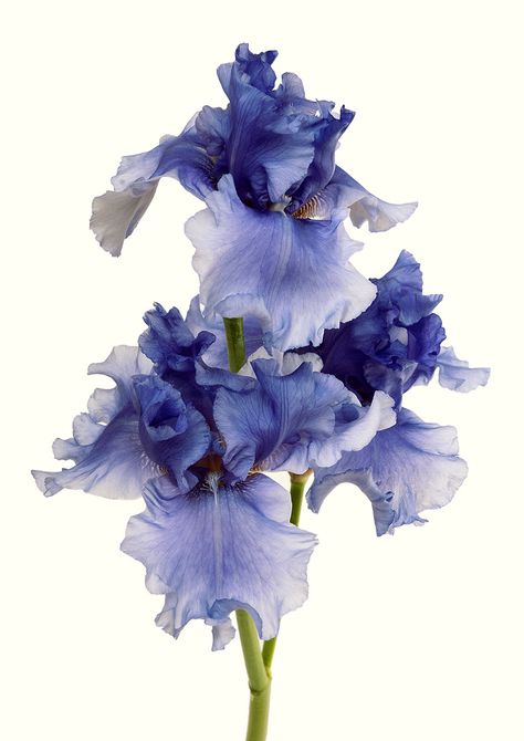 Rachel Levy - Other botanicals Iris Painting, Macro Flower, Nothing But Flowers, Painting Flower, Arte Inspo, Botanical Watercolor, Iris Flowers, Flower Art Painting, Botanical Flowers