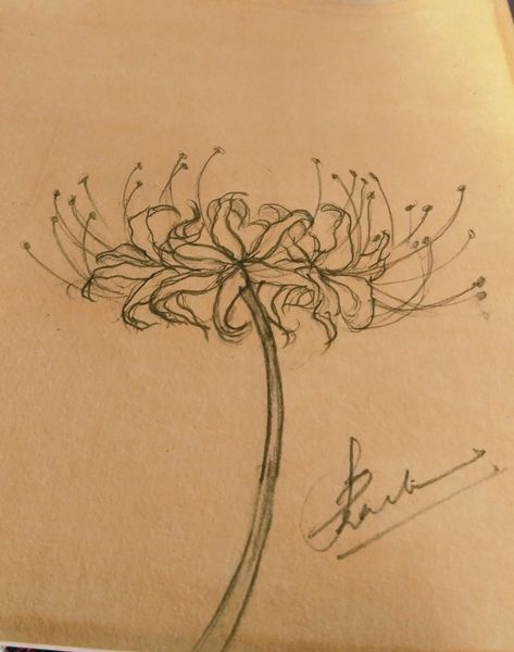 Spider Lily Sketch, Draw A Spider, Spider Lily, Easy Drawings Sketches, A New Beginning, New Beginning, Flower Drawing, Drawing Ideas, Drawing Sketches