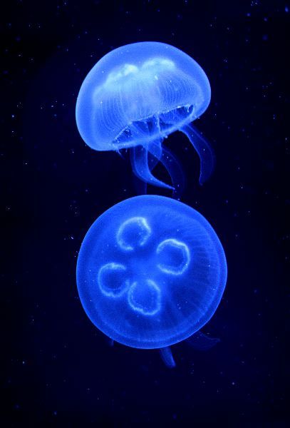 Sea Invertebrates, Medusa Animal, Jellyfish Facts, Moon Jelly, Moon Jellyfish, Jellyfish Photography, Ocean Stuff, Sea Jellies, Jellyfish Painting