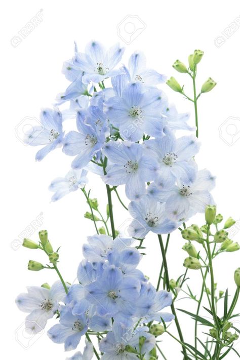 French Blue Flowers, Pale Blue Delphinium, Delphinium Flower Aesthetic, Blue Delphinium Flower, Light Blue Delphinium, Blue Larkspur, Baby Blue Flowers, Delphinium Flower, Delphinium Blue