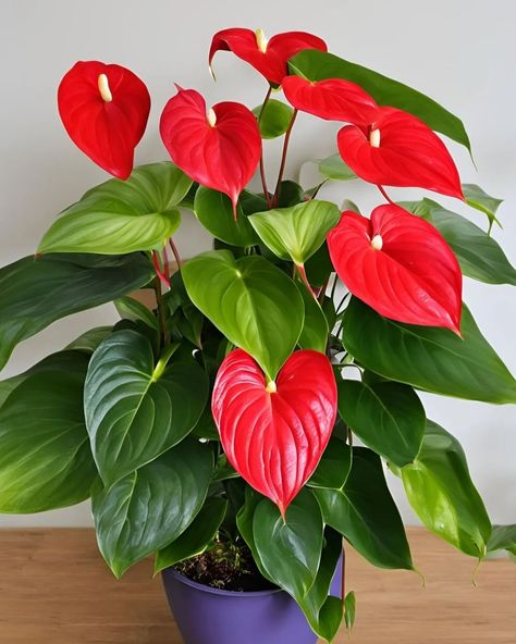 Anthurium Plants 😍 Anthurium Care, Anthurium Plant, Anthurium Flower, Beautiful Wallpaper For Phone, Beautiful Wallpaper, Container Garden, Red Colour, Live Plants, Beautiful Wallpapers