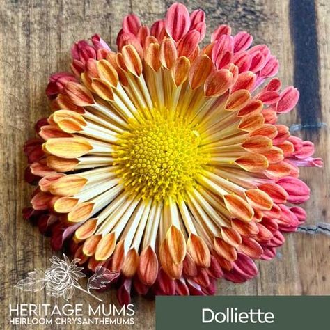 Heritage Mums - Hardy, Heirloom Chrysanthemums Heirloom Chrysanthemums, Heirloom Mums, Planting Mums, Football Mums, Mums The Word, Flower Business, Word Signs, Chrysanthemum, Football