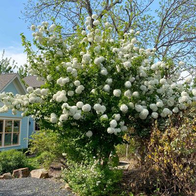 Snowball Viburnum, Shrubs For Landscaping, Landscape Plan, Central Texas, Side Yard, Organic Plants, Brick And Stone, Back Garden, My Wife